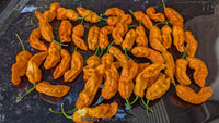 Bombay Morich Orange - Pepper Seeds - White Hot Peppers